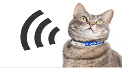 Wi-Fi gets adorable with Pet-Fi