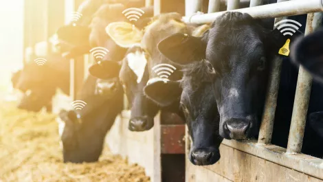 NZ's agritech sector 'urgently' needs to focus on AI